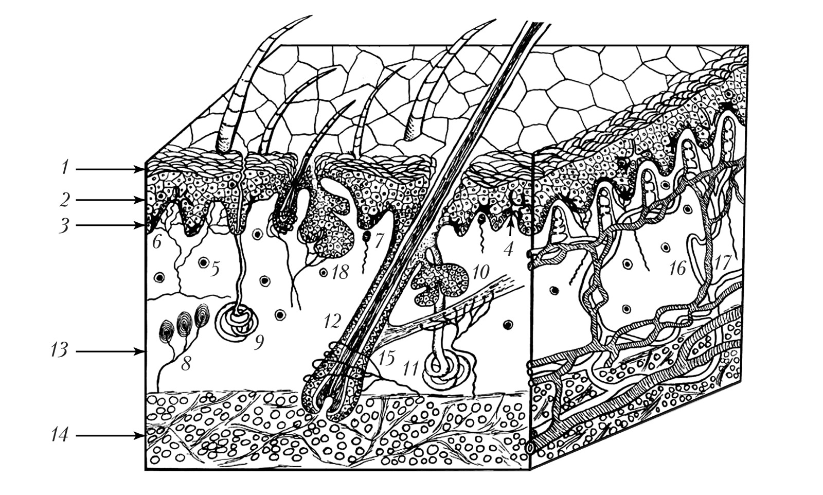 Кожа под микроскопом: эпидермис