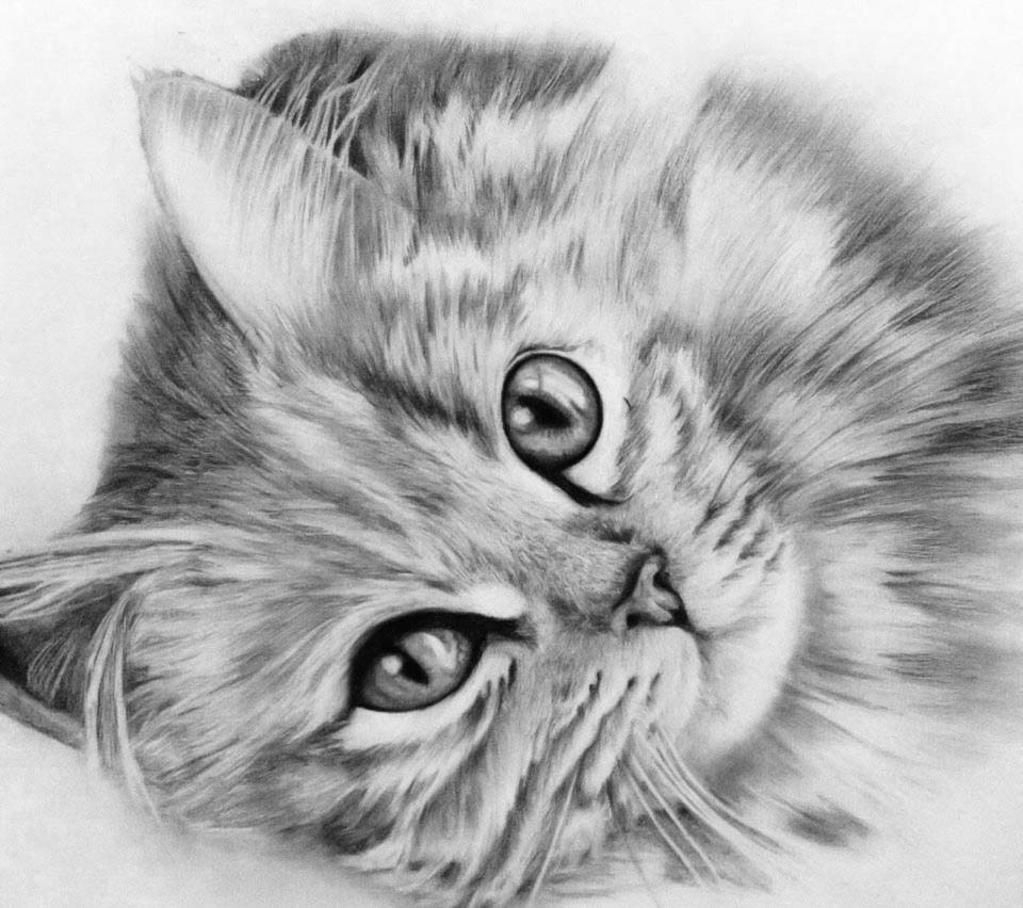 картинки котиков карандашом