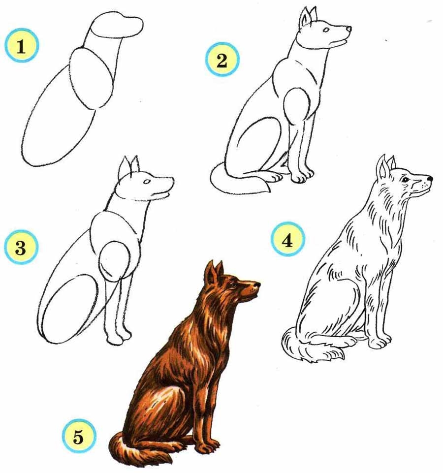 Рисунки собаки карандашом для детей поэтапно (30 фото)