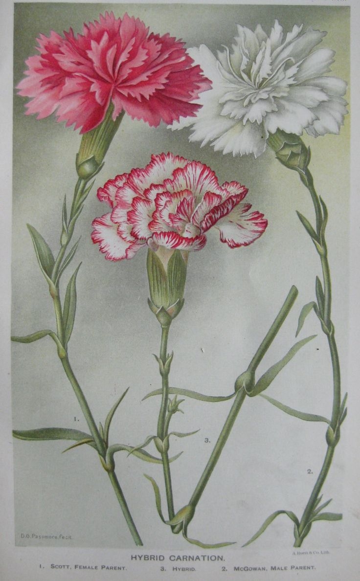 Гвоздика Botanical