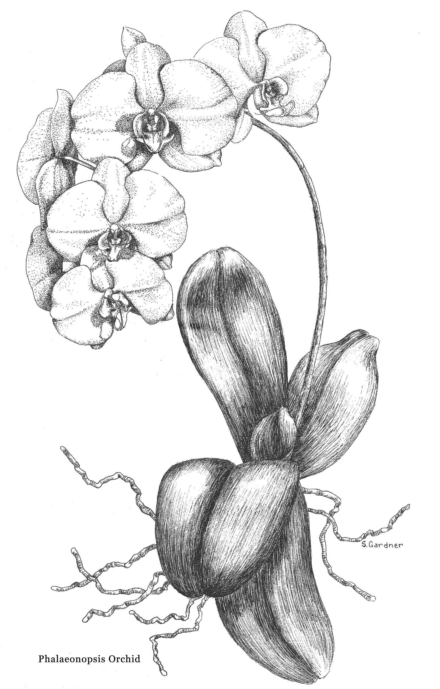 орхидея карандашом