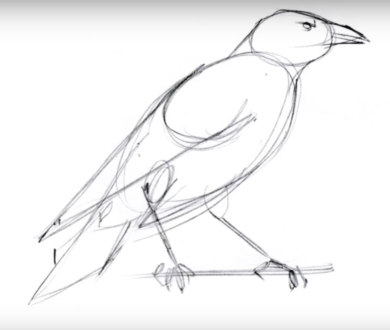 Как нарисовать грача для детей. Ворона рисунок для детей карандашом. Конструктивное рисование птиц. Сорока рисунок карандашом. Поэтапное рисование чучела птицы.