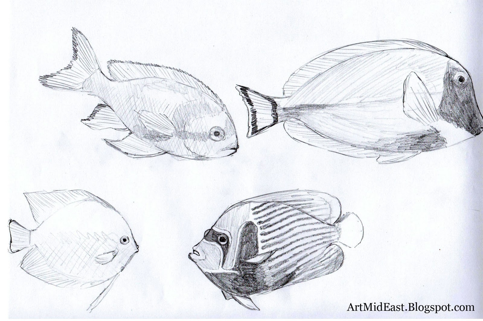 Рыбы рисунок 3 класс. Рыбка рисунок карандашом. Рисование карандашами рыба. Рисование для детей рыбы. Рисование рыб с натуры.