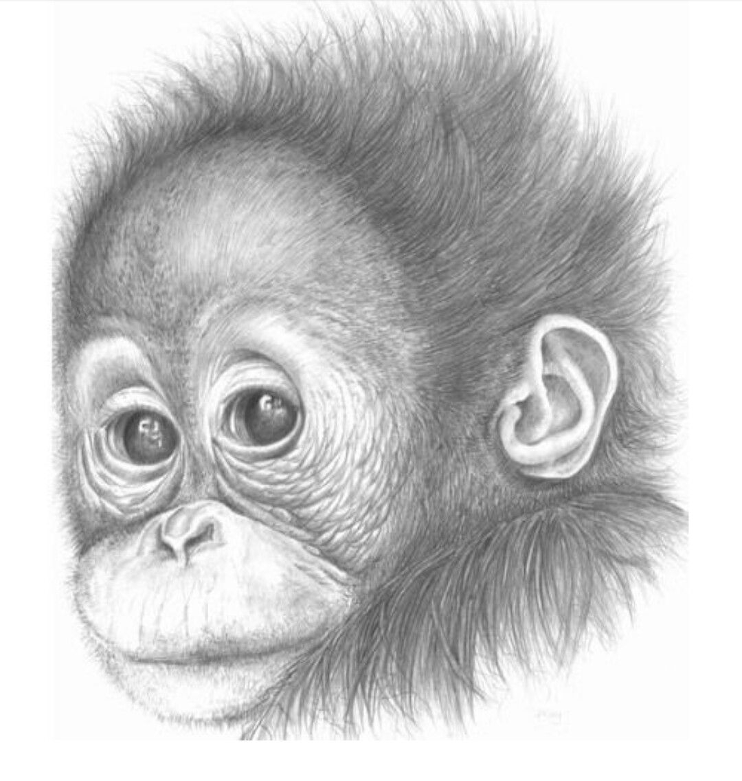 Как нарисовать обезьяну пошагово с фото