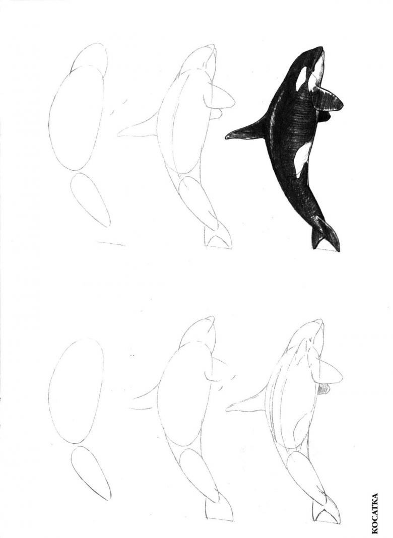 Как нарисовать кита — 3 простых способа пошагово