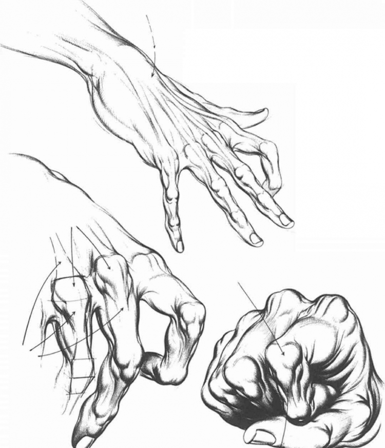 Зарисовки кистей рук