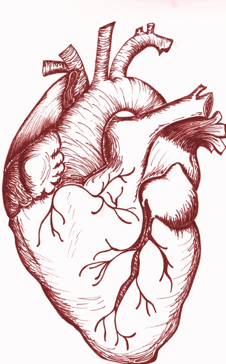 Зарисовка строения сердца