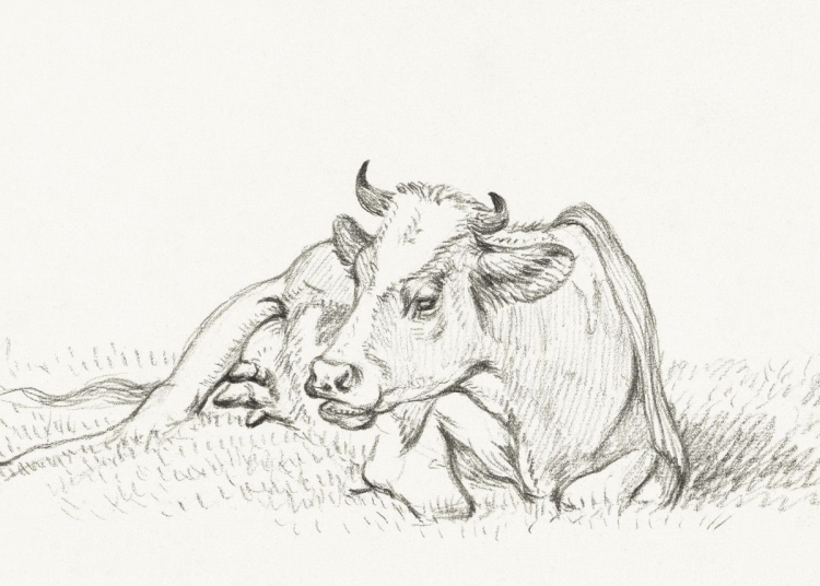 Зарисовки коров