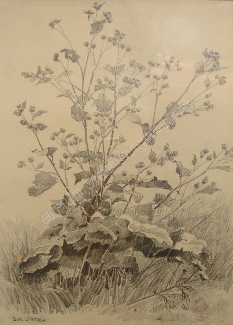 Шишкин зарисовки растений