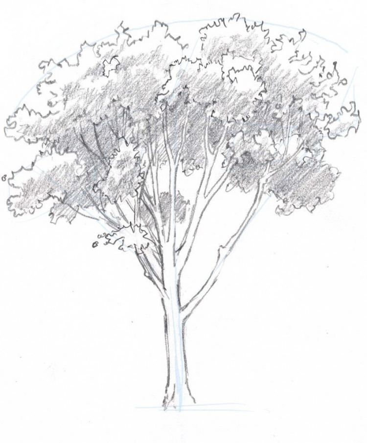 Наброски и зарисовки деревьев
