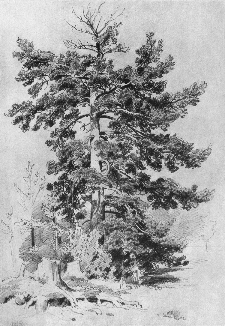 Зарисовки деревьев Ивана Шишкина