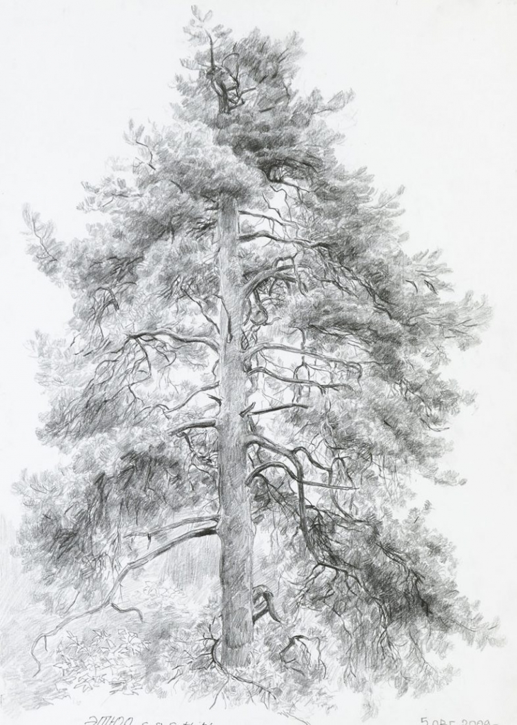 Шишкин зарисовки деревьев карандашом