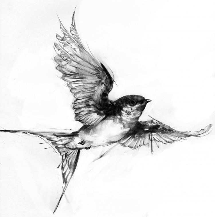 Зарисовки птиц в полёте