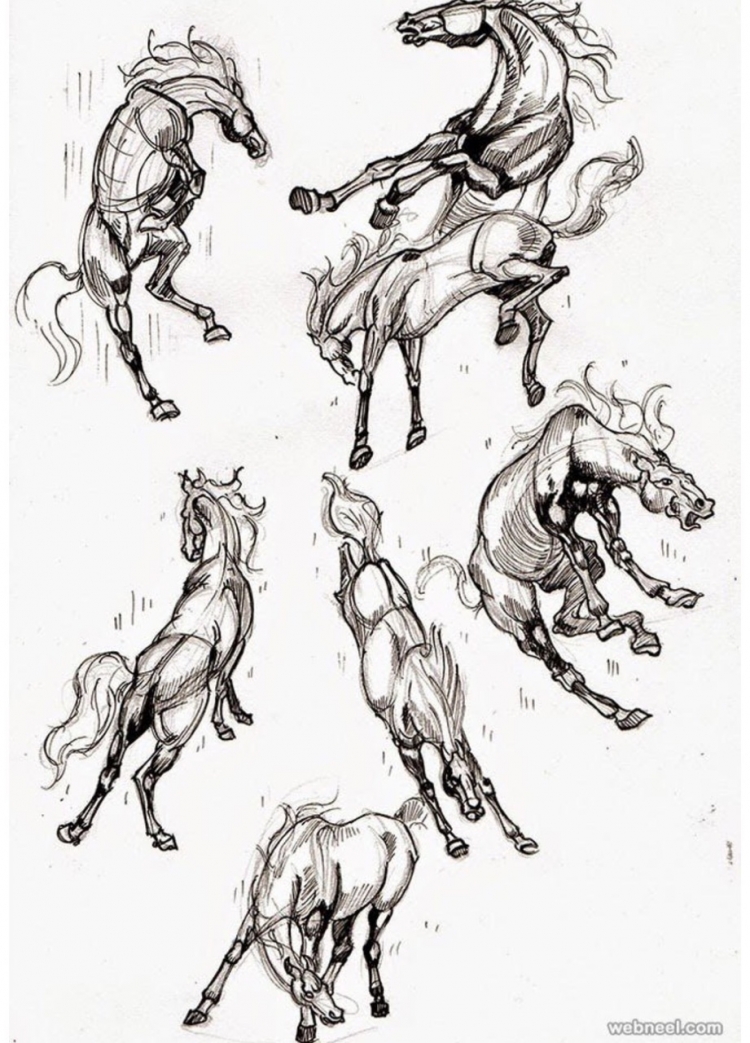 Зарисовки лошадей в движении