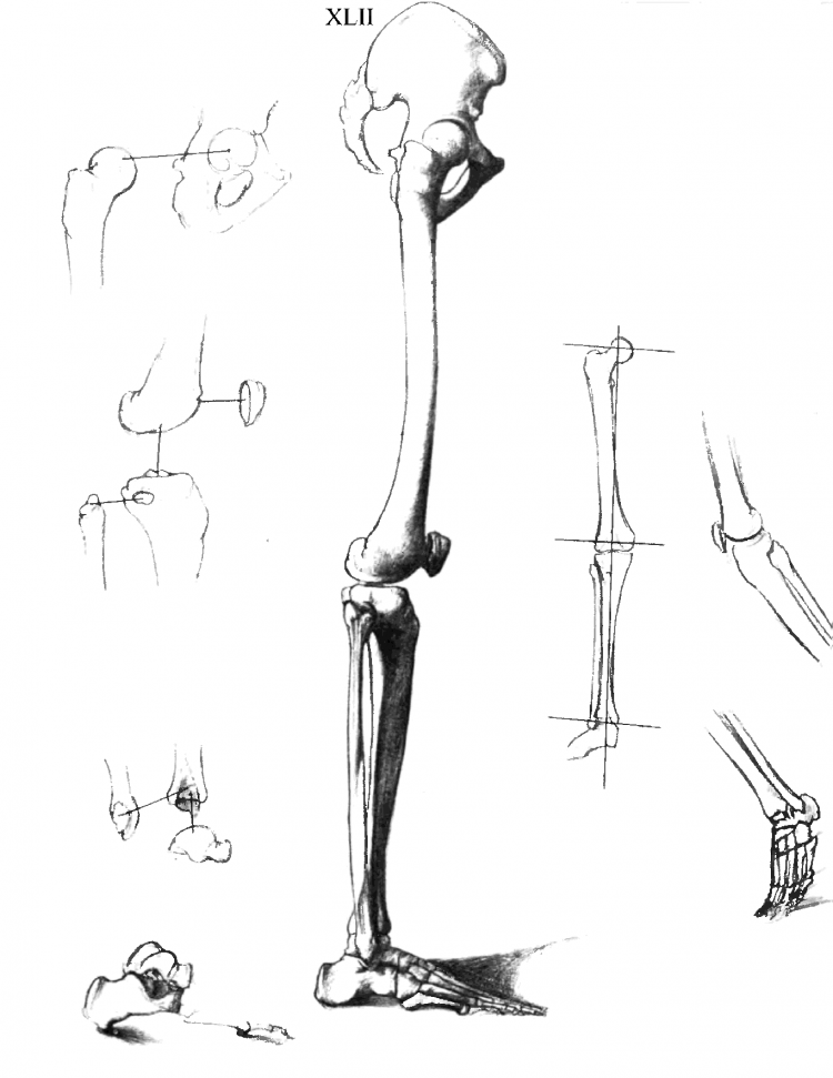 Зарисовки костей ног