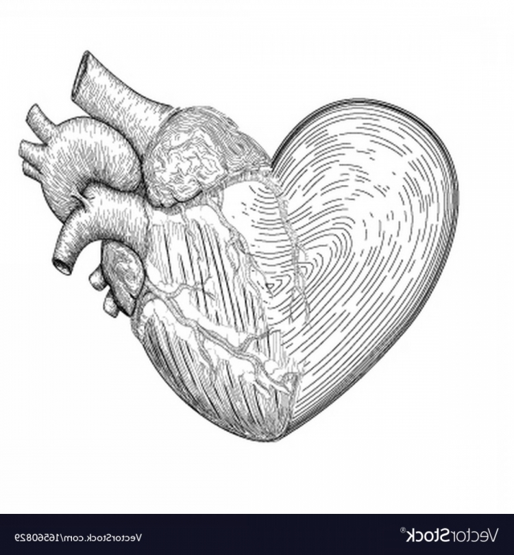 Человеческое сердце карандашом поэтапно