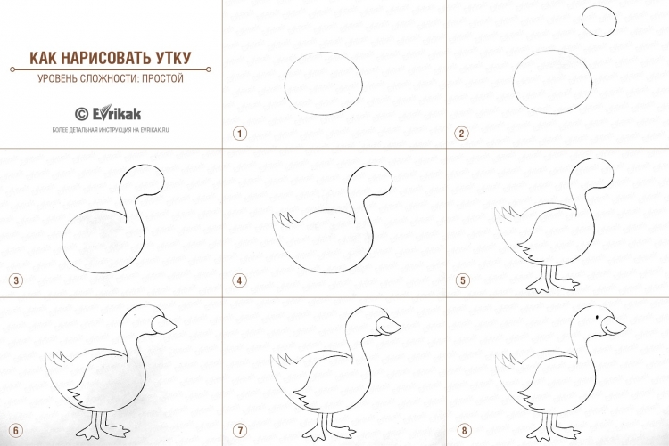 Как нарисовать (рисовать) птицу и птичку - поэтапные рисунки и видеоуроки