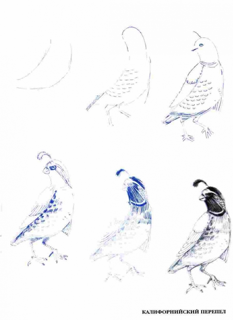 Поэтапное рисование перелетных птиц
