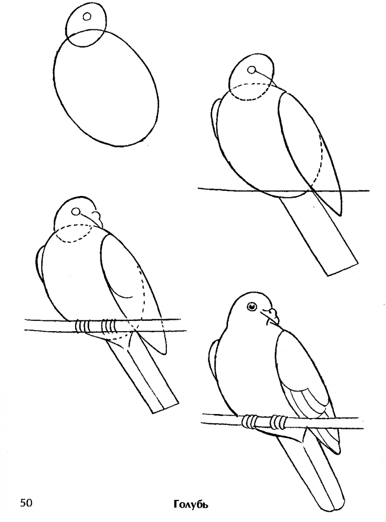 Рисунок птицы 5 класс. Схема рисования птицы для детей. Поэтапное рисование птиц для детей. Поэтапное рисование птицы в подготовительной группе. Рисунок птицы поэтапно.