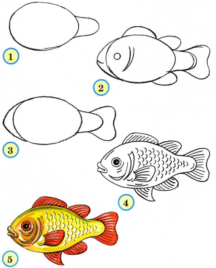 Как выбрать правильных соседей для своих аквариумных рыбок?
