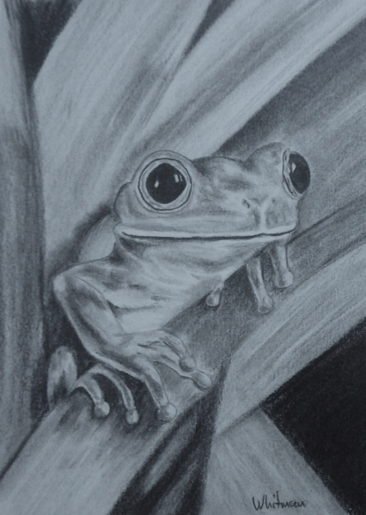 Поэтапное рисование лягушки