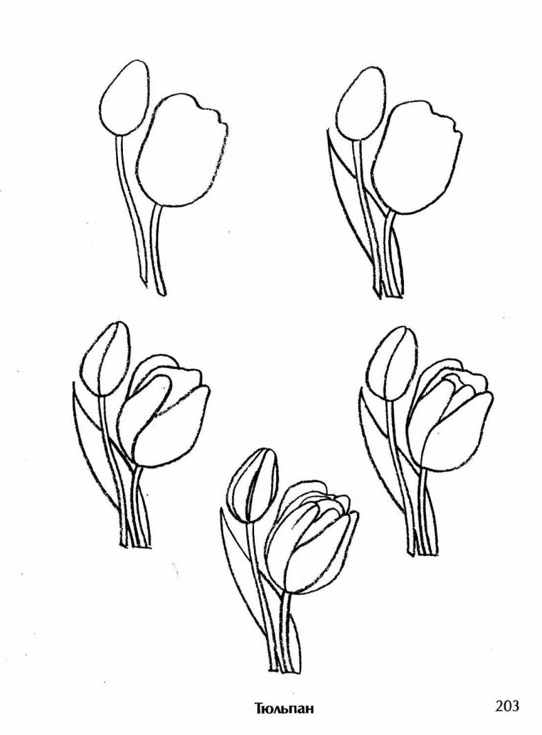 Нарисовать рисунок тюльпаны. Тюльпаны карандашом. Тюльпаны рисунок карандашом. Поэтапное рисование цветов карандашом. Поэтапный рисунок тюльпана.
