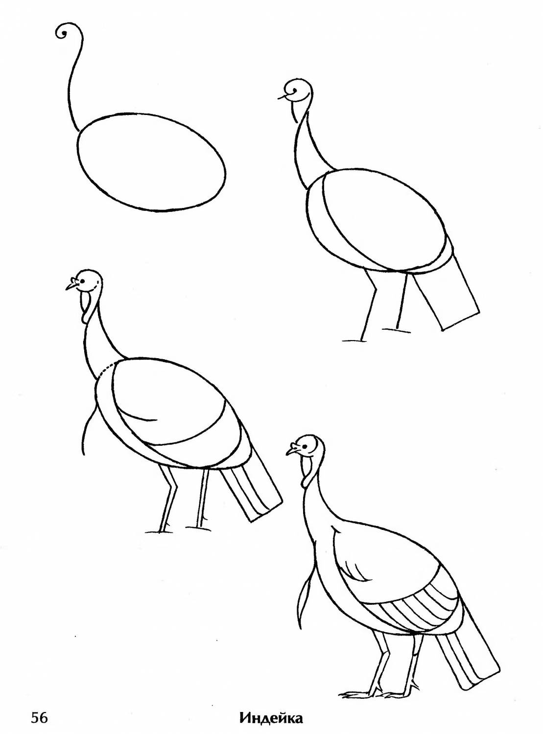 Как нарисовать птицу глухаря и раскраска Глухарь