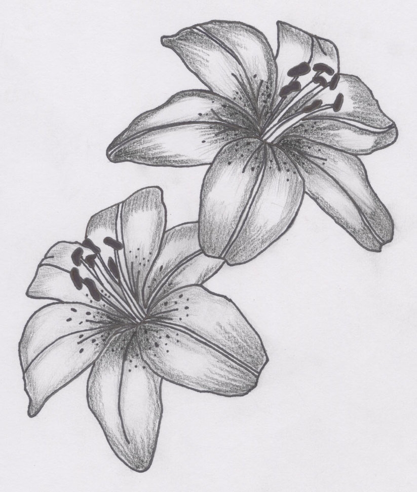 Как нарисовать красивую лилию – Рисуем лилию поэтапно для начинающих