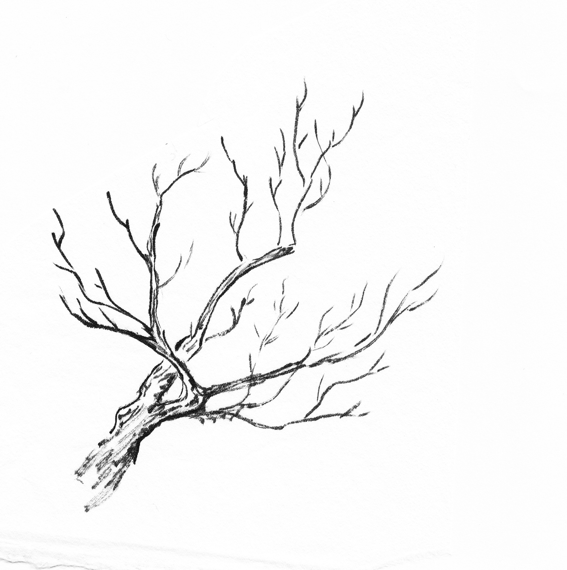 Ветка дерева раскраска для детей - 76 фото