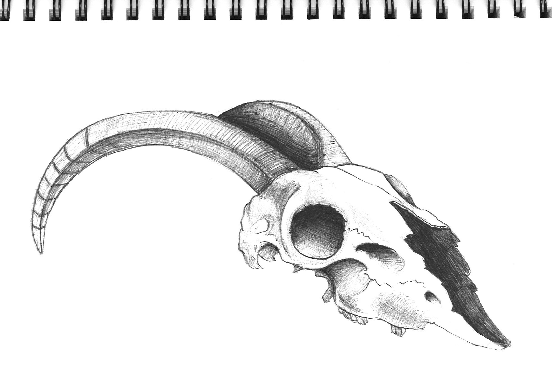 Нарисованный череп животного - 46 фото