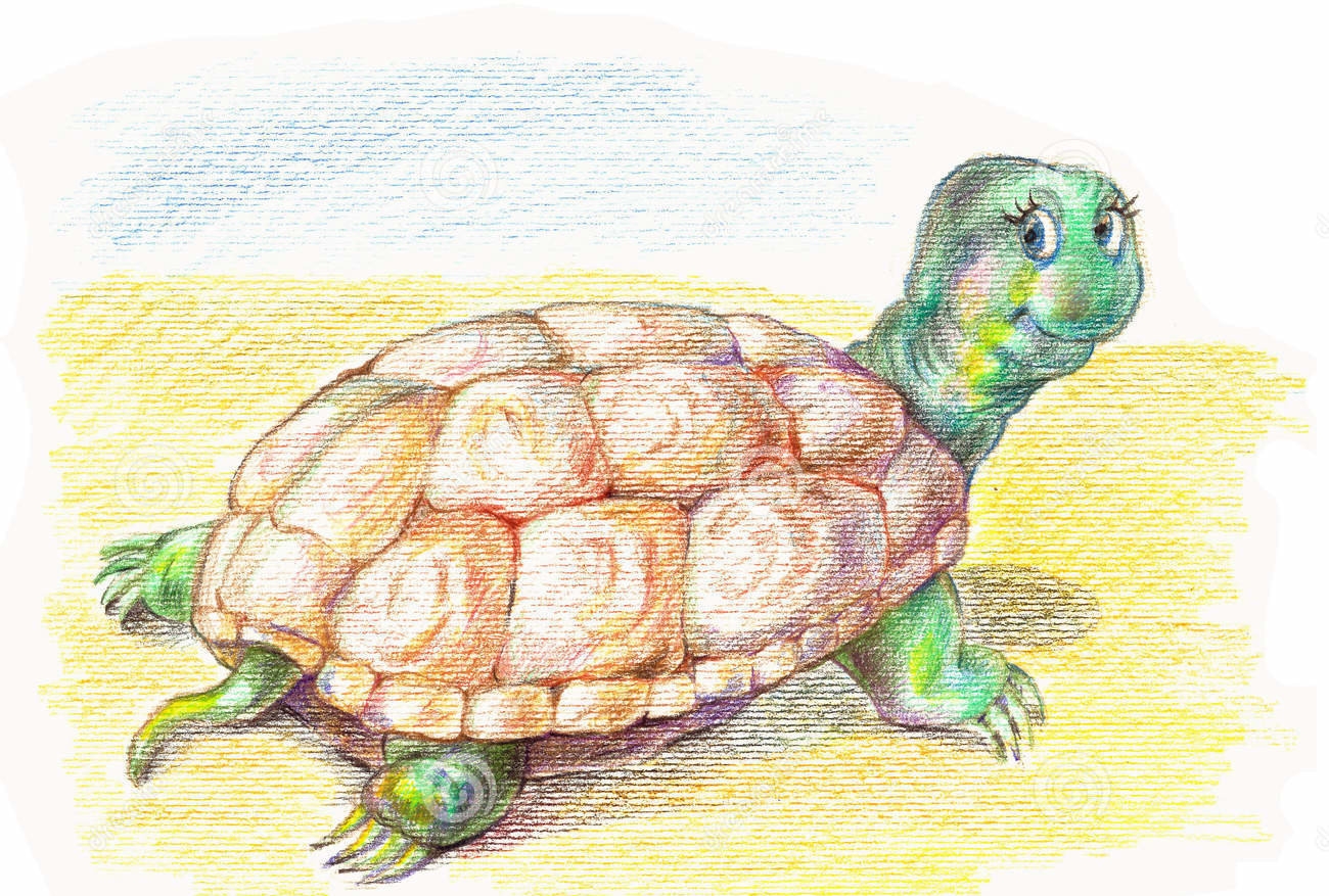 Рассказ старая черепаха. Черепаха Касьяра. Черепаха рисунок карандашом цветным. Черепаха цветными карандашами. Черепаха картинка для детей.