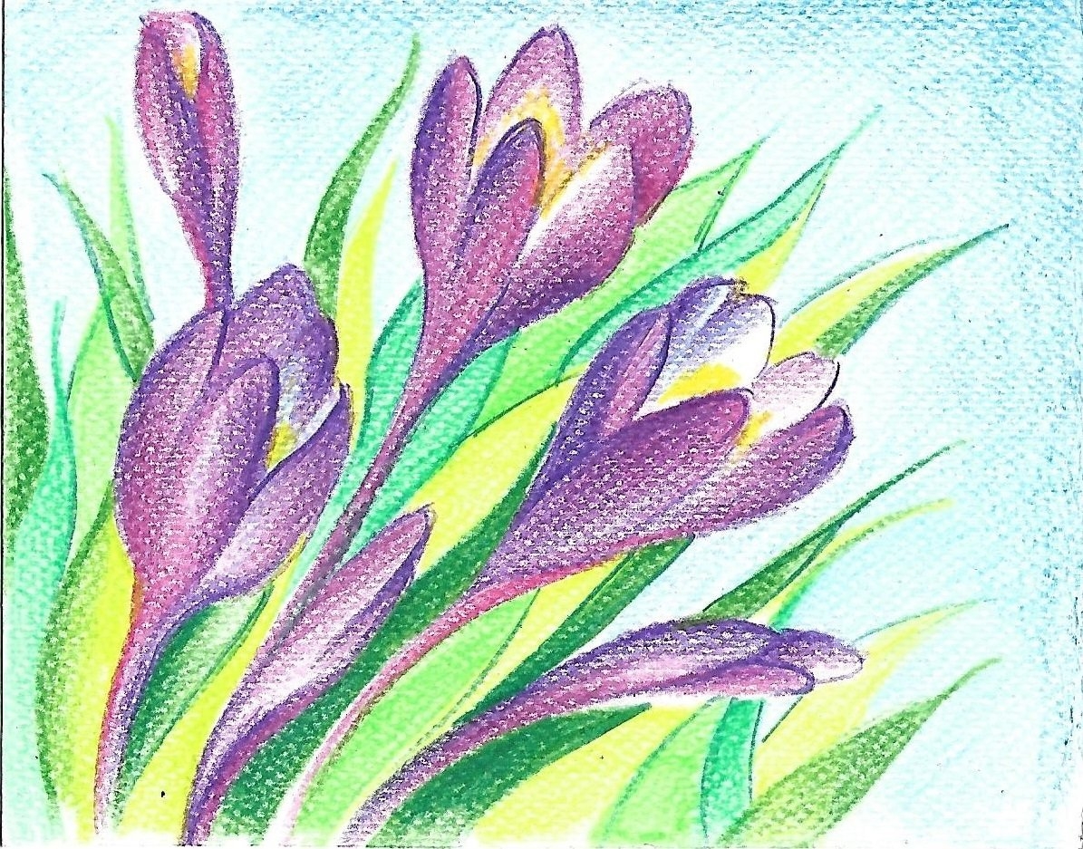 Цветок крокус поэтапно из бумаги. Первоцветы крокусы. Рисование цветными карандашами. Крокусы цветными карандашами. Рисование весенние цветы.