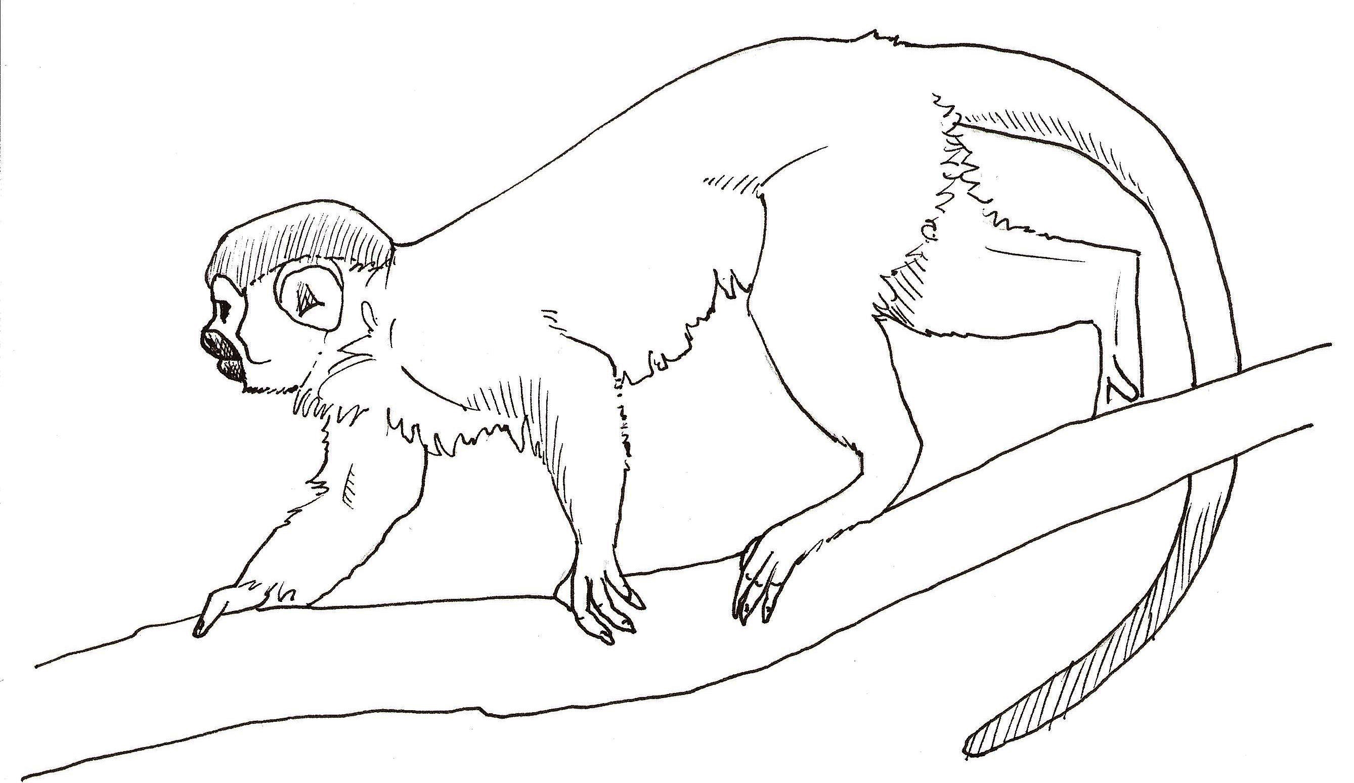 Рисунок обезьянки яшки 3 класс. Обезьяна раскраска. Про обезьянку Житков раскраска. Обезьяна рисунок карандашом. Житков про обезьянку картинки раскраски.
