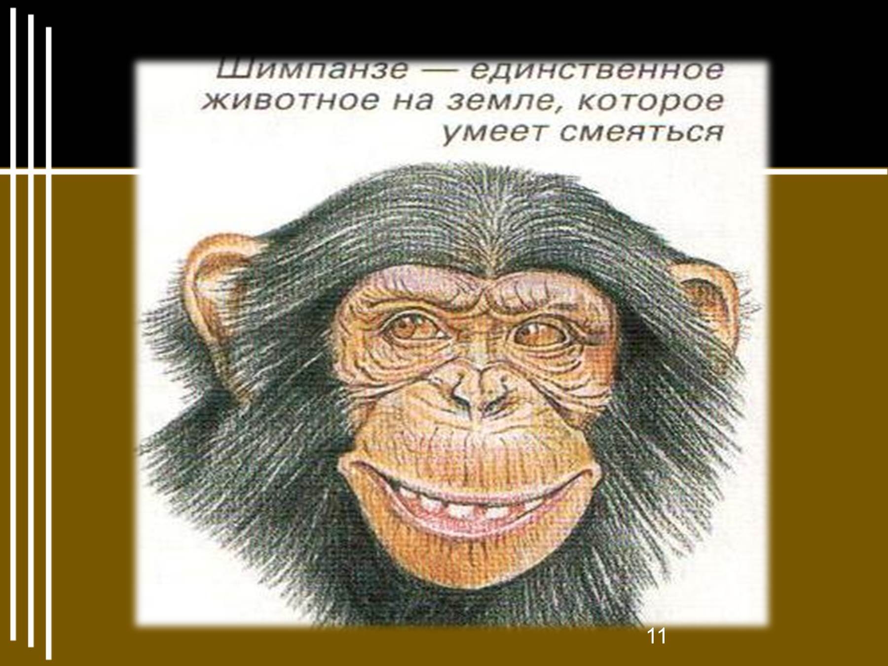 Тест обезьянка житков 3 класс литературное чтение. Житков про обезьянку. Житков про обезьянку 3 класс. Рассказ про обезьяну.
