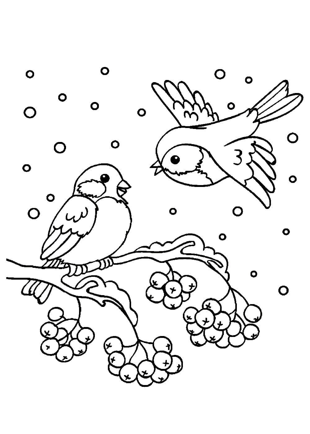 Раскраска Зимующие птицы