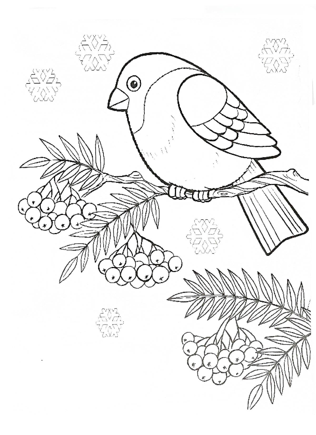 Раскраски Зимующие птицы