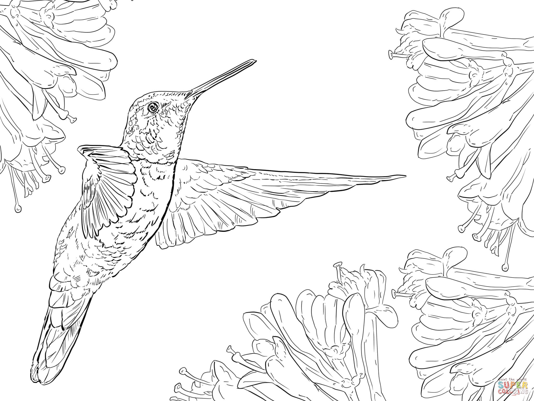 Раскраска колибри