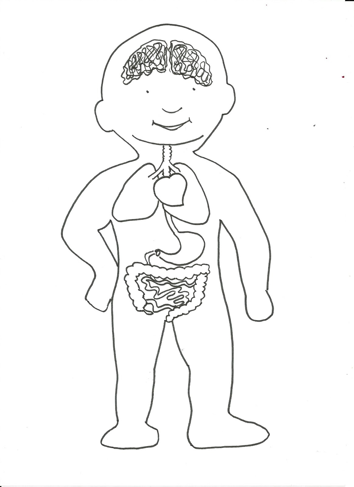 Раскраска внутренние органы человека для детей - 57 фото