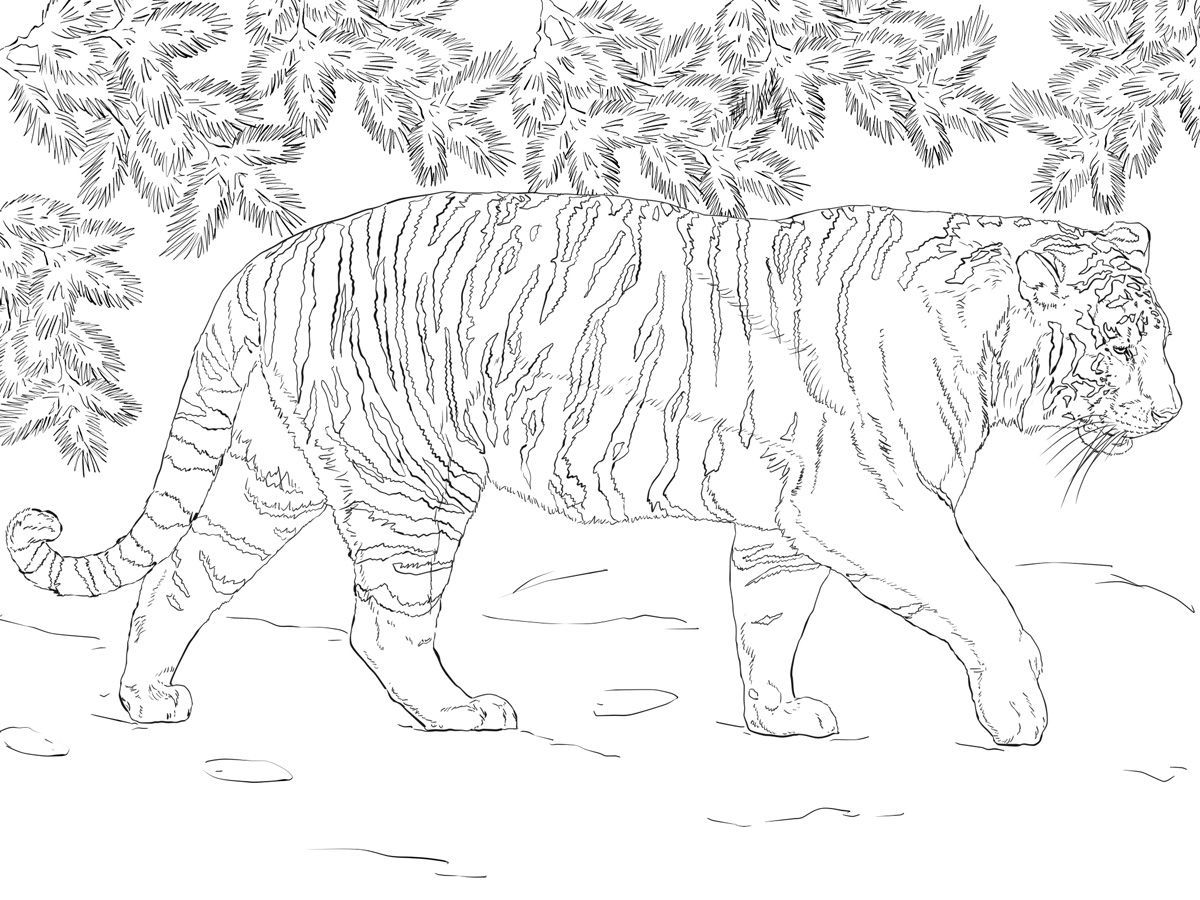 Раскраска Тигры