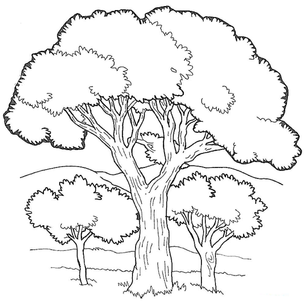 Дерево кустарник травянистое растение рисунки - 50 фото