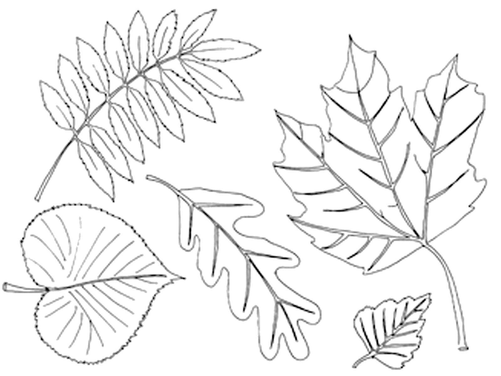 листья рябины