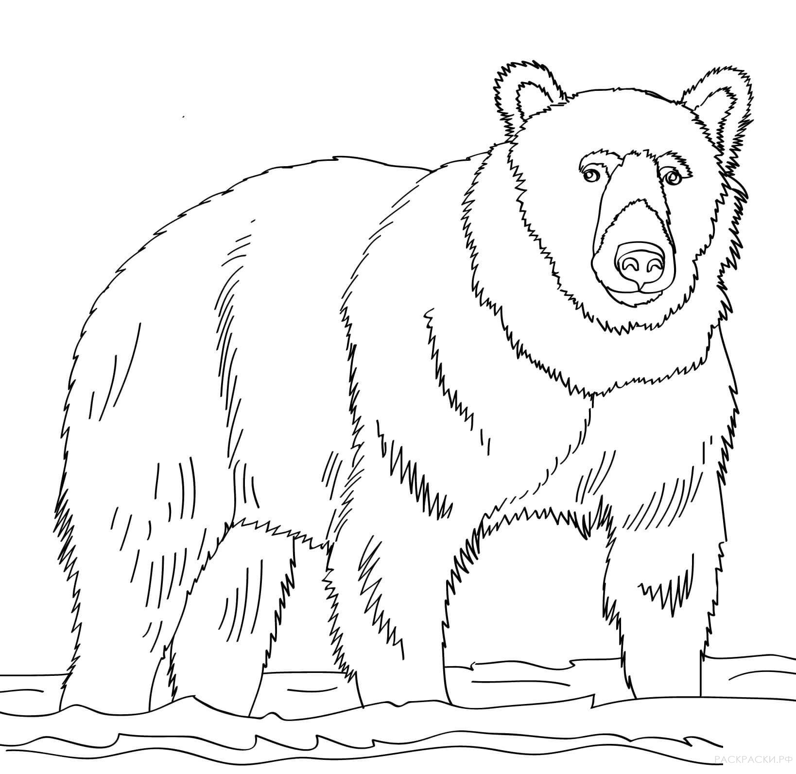 Рисование по номерам Медведи в лесу (BRM34201)