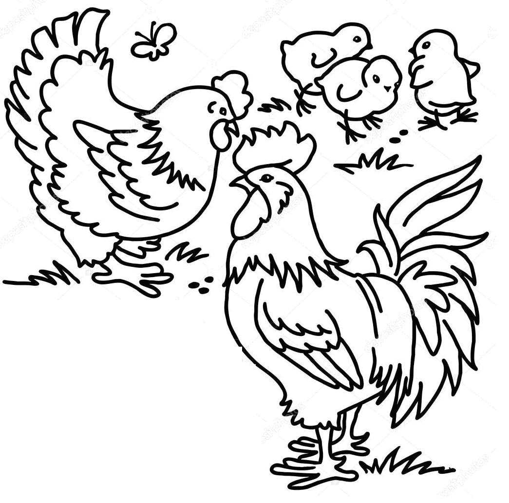 Категория Раскраски птиц курица петух яйцо цыпленок Рисунок петух