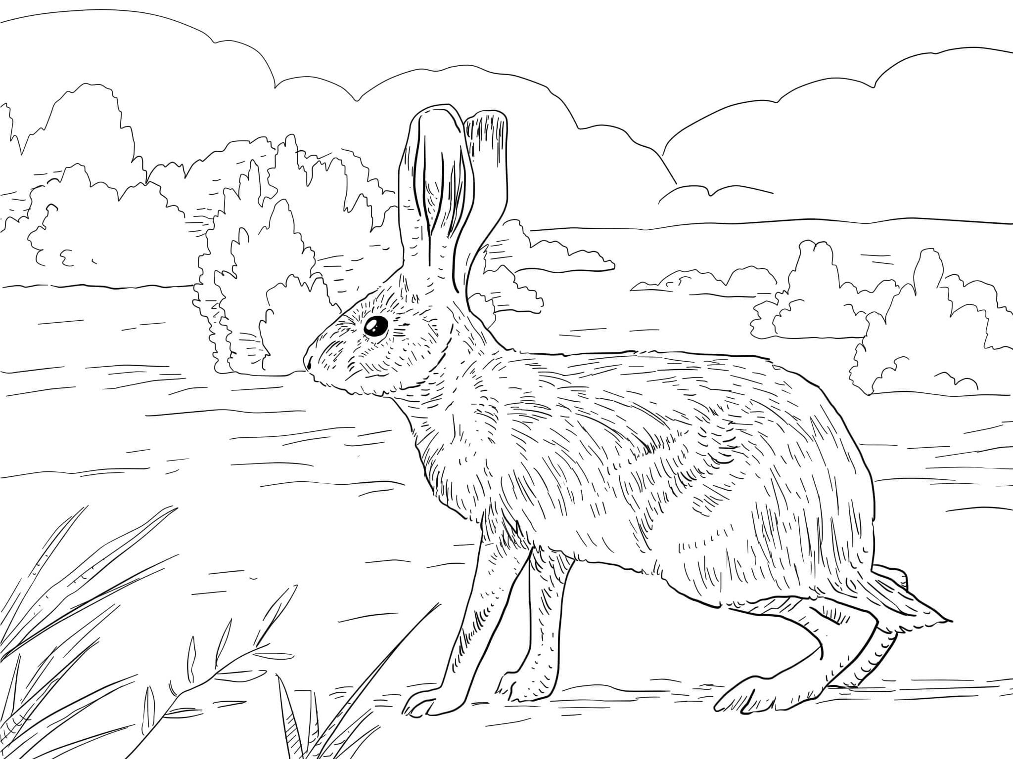 Раскраска Кролик в степи