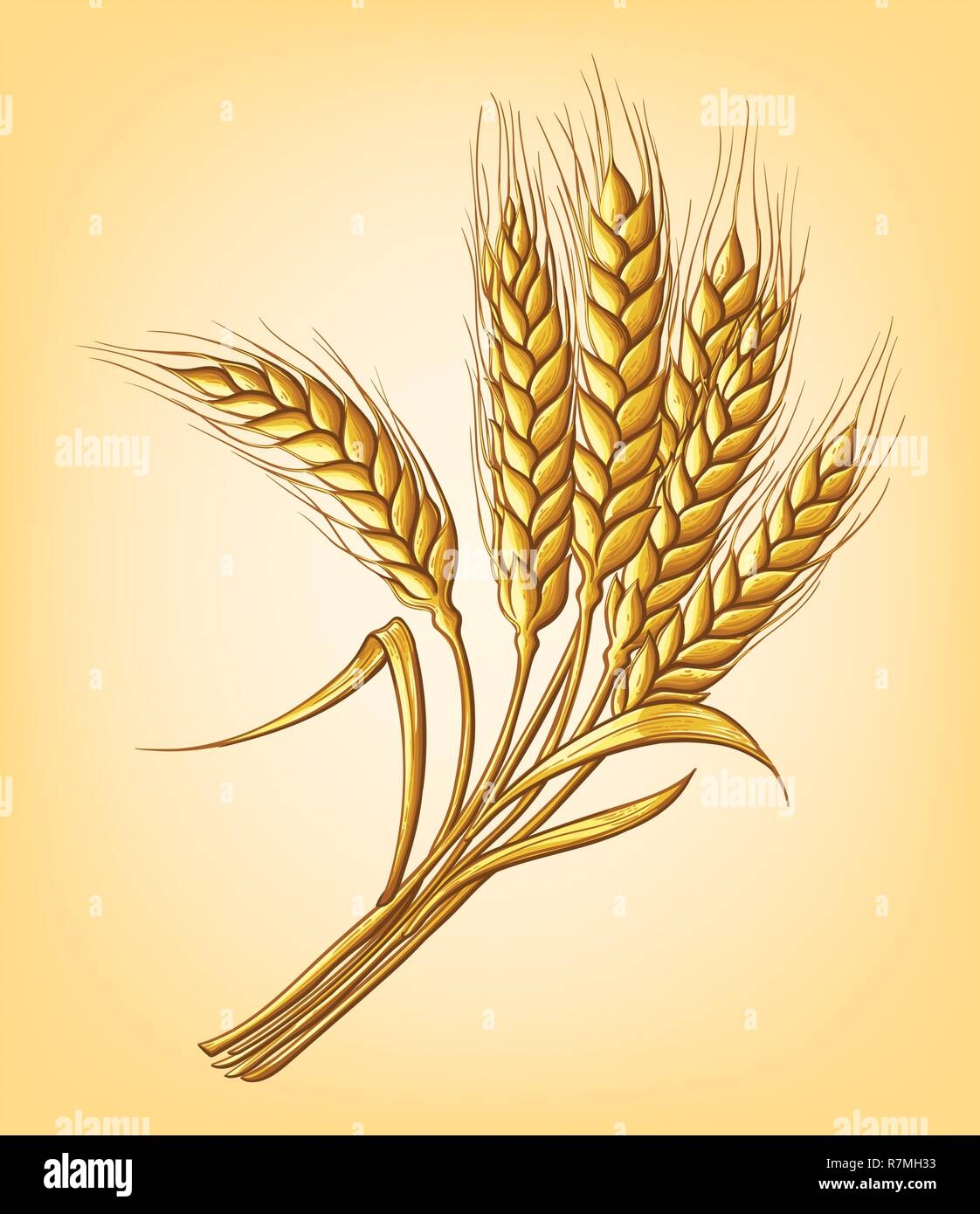 Колосок пшеницы - 70 фото ★ биржевые-записки.рф