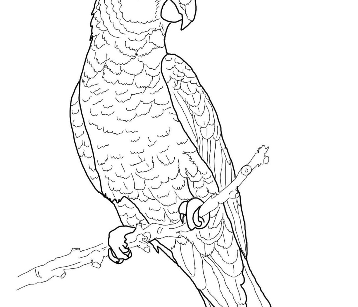 Раскраски Попугай ара