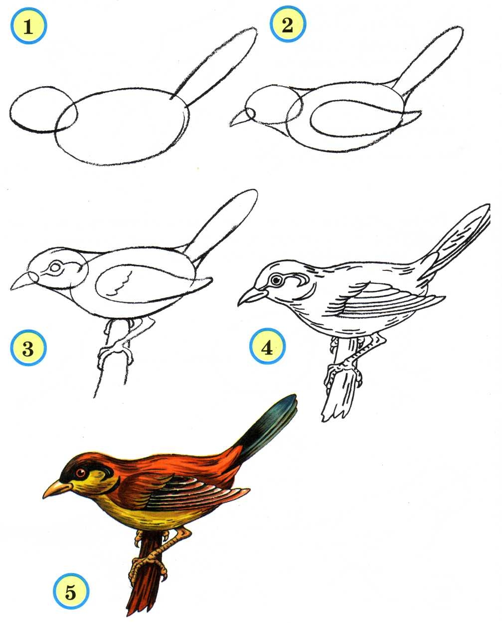 Рисунок птицы 5 класс. Птица рисунок. Поэтапное рисование птиц. Поэтапное рисование птиц для детей. Рисунки птиц карандашом для начинающих.