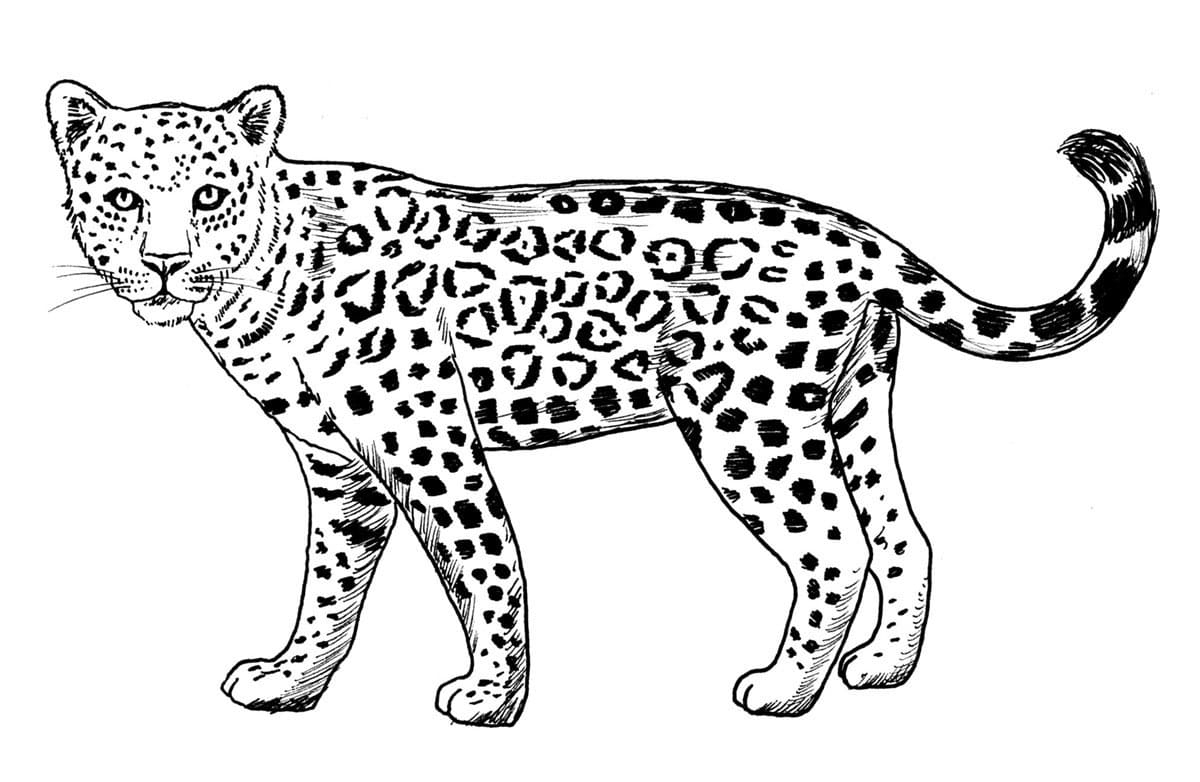 Раскраска леопард - распечатать картинки для детей