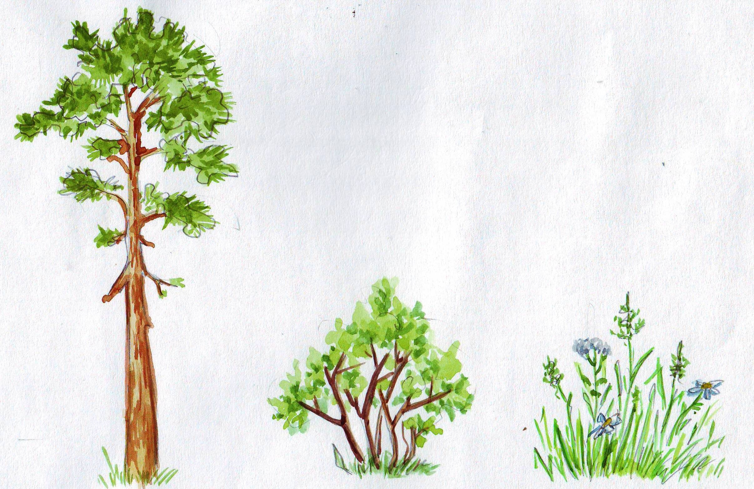 Две группы деревьев. Рисование деревья и кустарники. Деревья кустарники травы. Деревья и кустарники для детей. Кустарник рисунок.