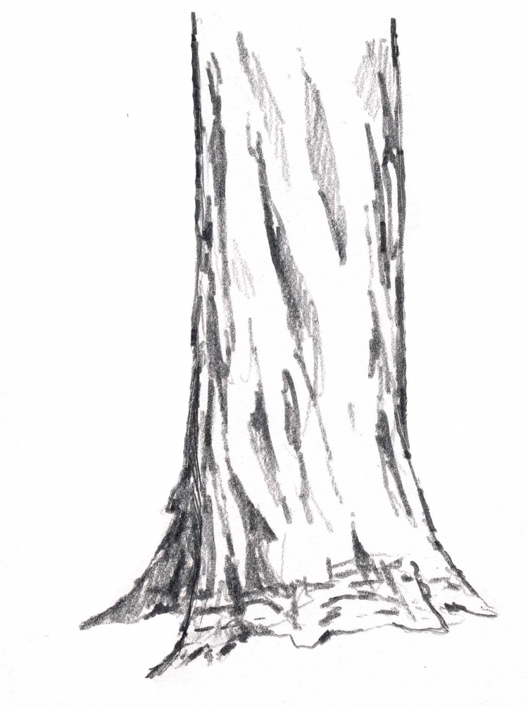 Поэтапное рисование коры дерева